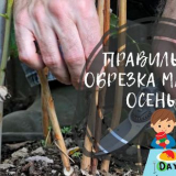 Malinový lem na podzim pro začátečníky v obrazech